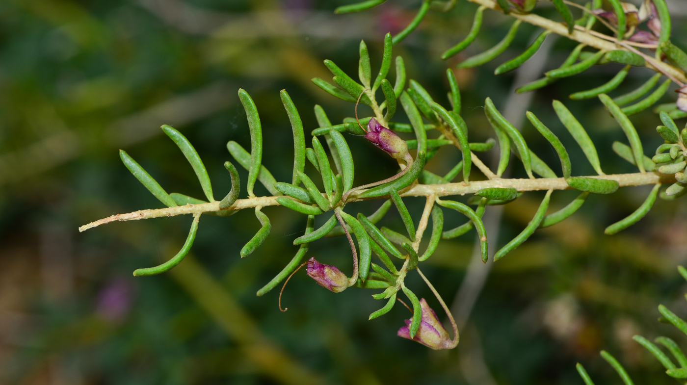 Image of genus Eremophila specimen.