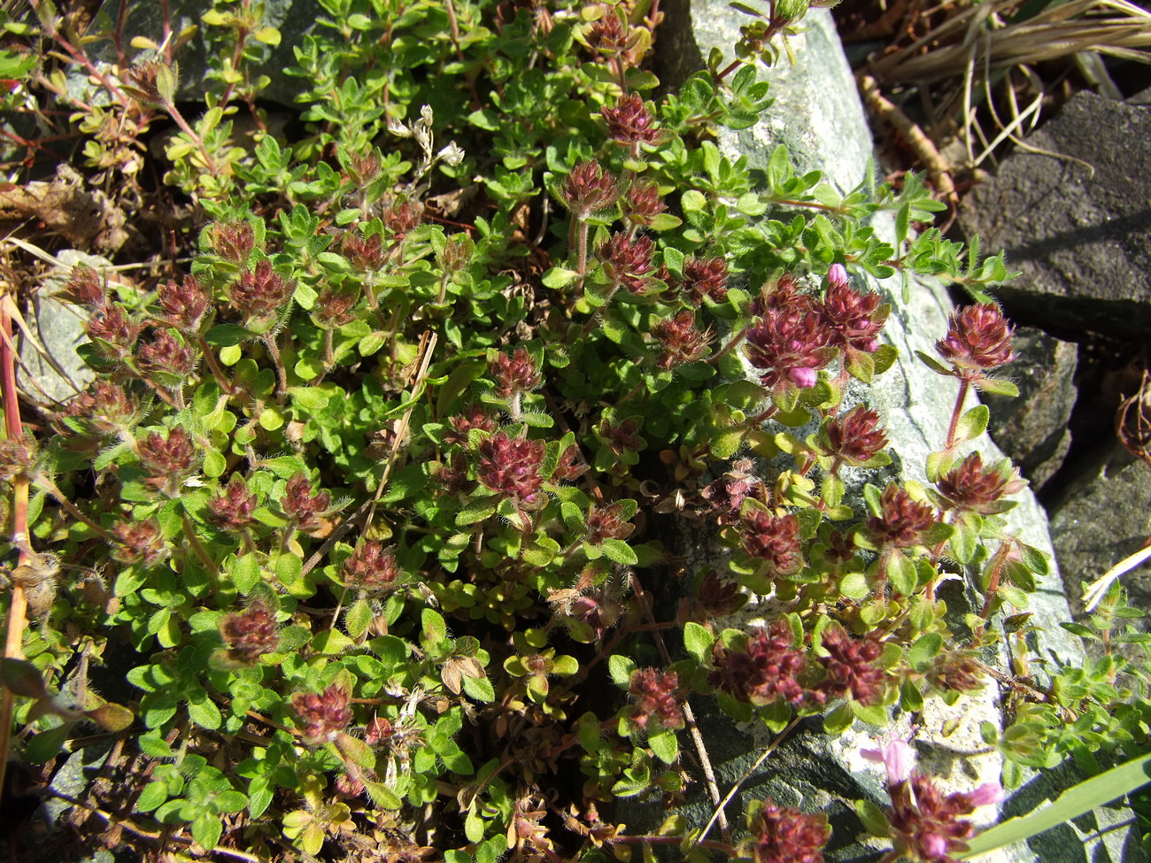 Image of genus Thymus specimen.