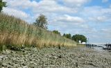 Phragmites australis