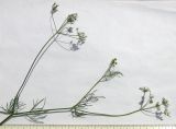 Bifora radians