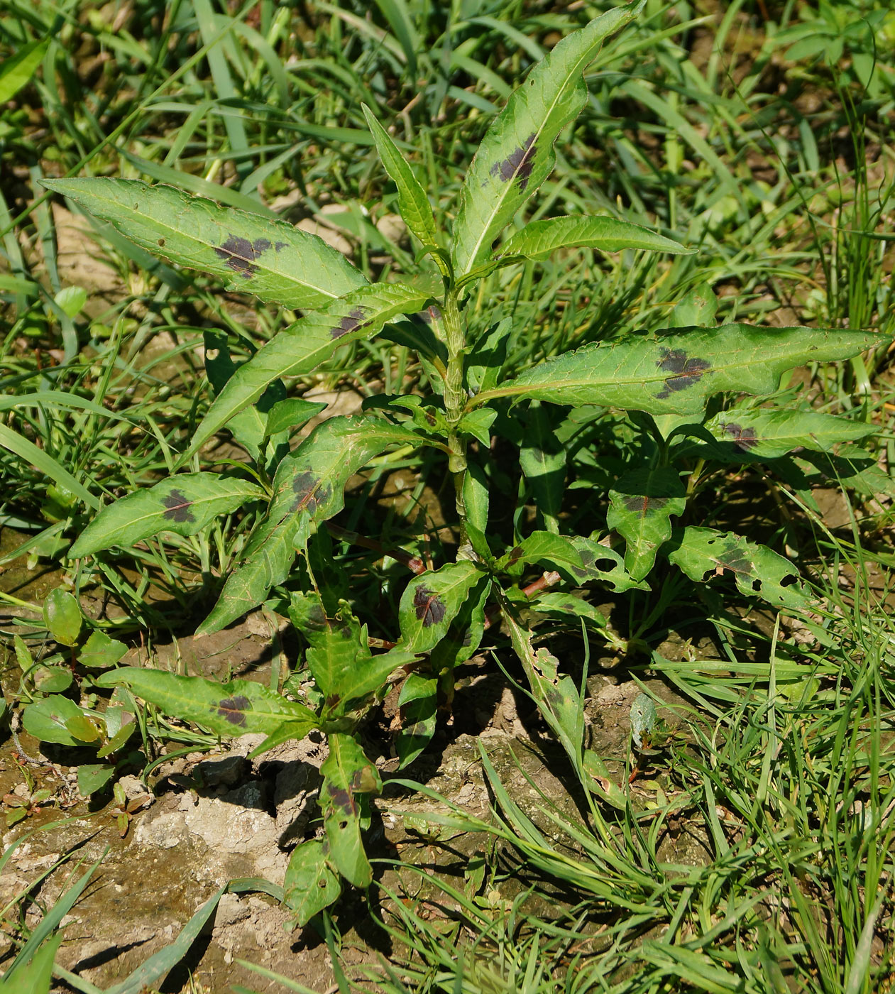 Изображение особи Persicaria lapathifolia.