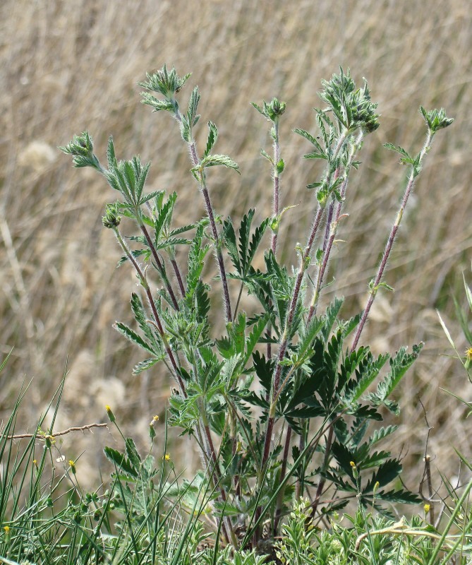 Image of Potentilla obscura specimen.