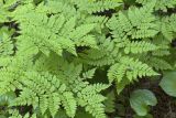 Dryopteris amurensis. Вайи. Сахалинская обл., Охинский р-н, п-ов Шмидта, ельник зеленомошный. 19.07.2017.