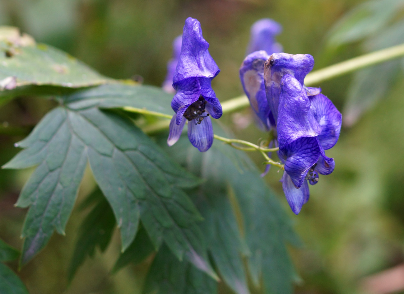 Изображение особи Aconitum maximum.