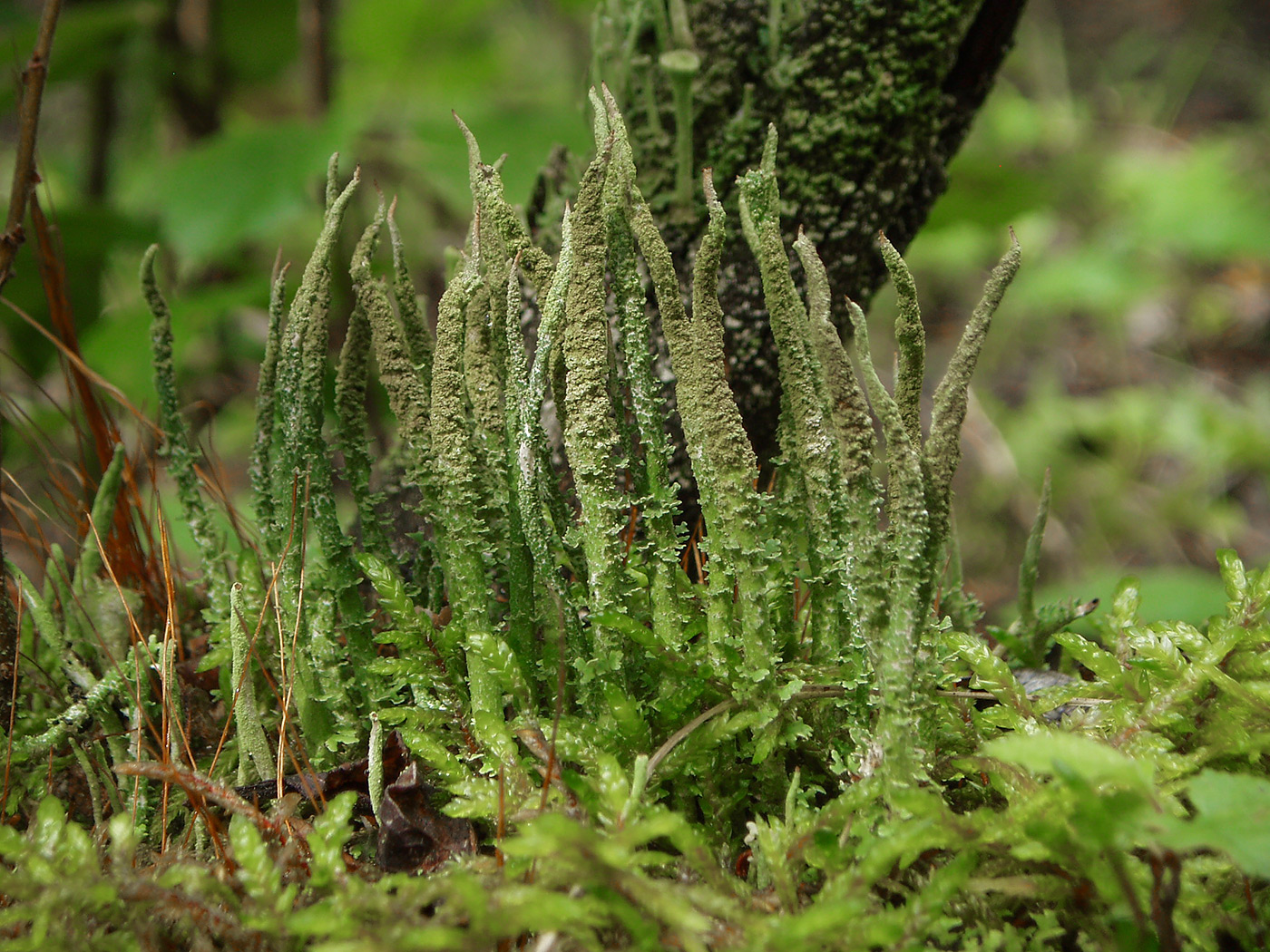 Изображение особи род Cladonia.