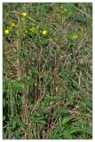 Potentilla longipes