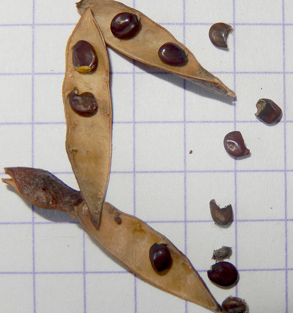 Image of Genista patula specimen.