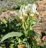 Iris подвид attica