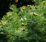 Paeonia tenuifolia