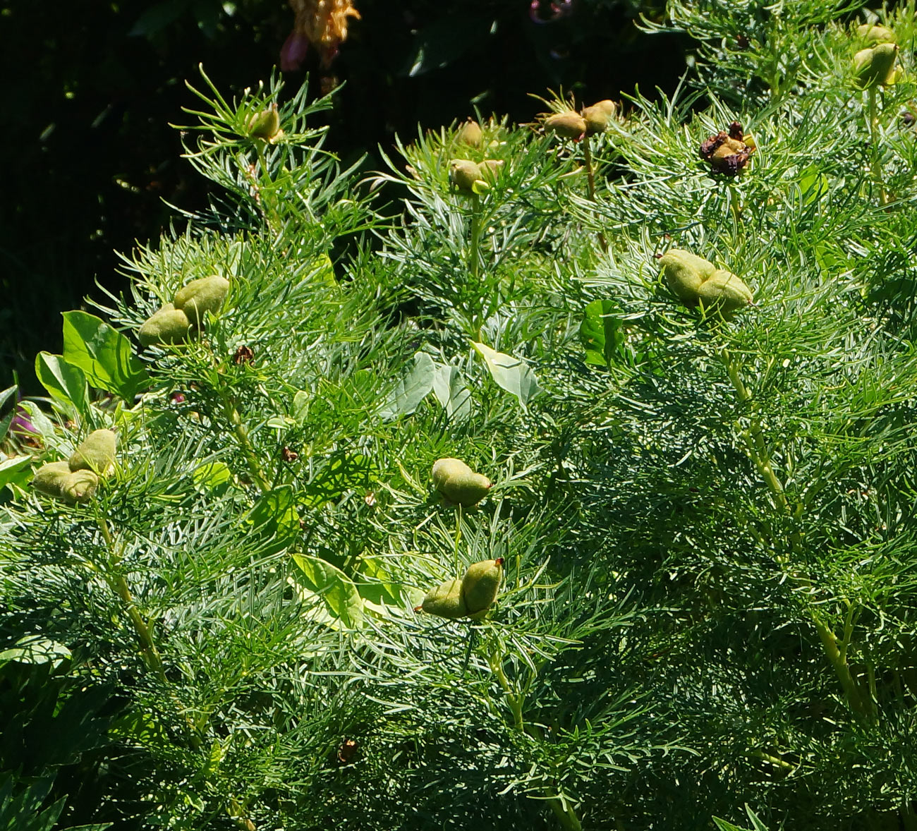 Изображение особи Paeonia tenuifolia.