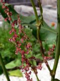 Rumex acetosa