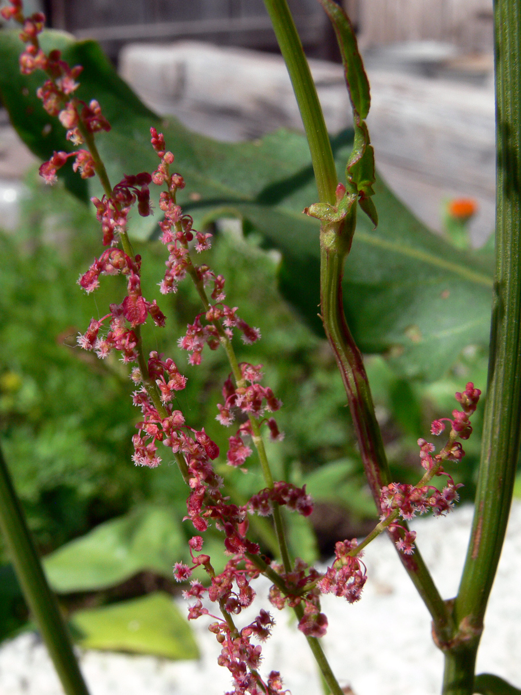 Изображение особи Rumex acetosa.