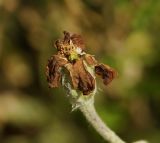 Lychnis coronaria