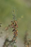 Caragana spinosa. Верхушка ветви с плодами. Монгольский Алтай, Баян-Ульгийский аймак, сомон Сагсай, окраина пос. Сагсай, выбитая степь, территория заброшенного пионерского лагеря. 04.08.2008.