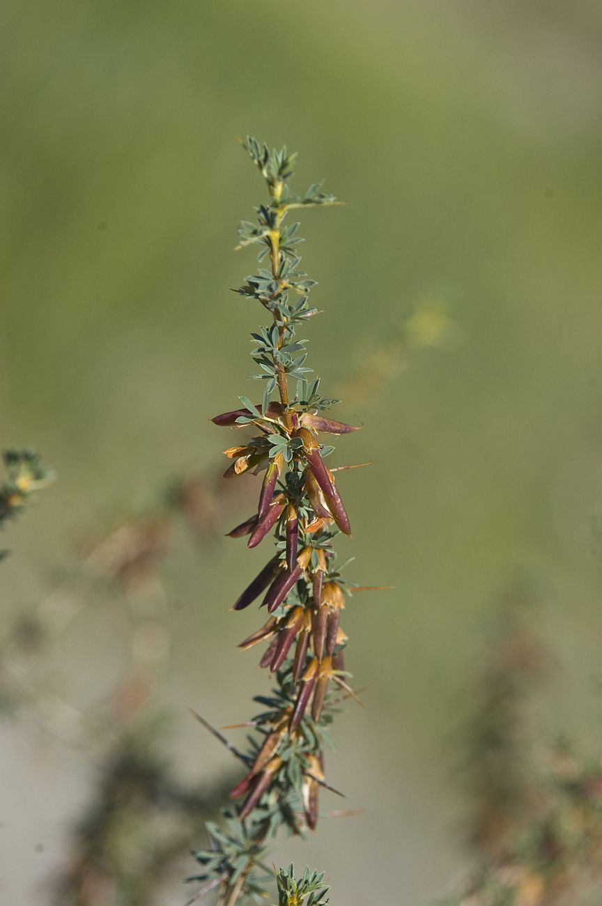 Изображение особи Caragana spinosa.