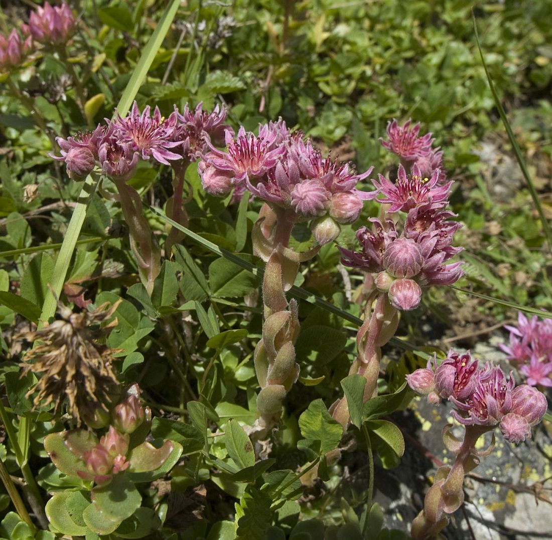 Изображение особи Sempervivum caucasicum.