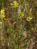 Artemisia integrifolia. Верхушка растения в стадии бутонизации. Магаданская обл., Ольский р-н, Ольское шоссе, заброшенное поле. 16.08.2014.