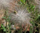 Pulsatilla patens