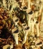 genus Cladonia