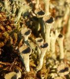 genus Cladonia. Подеции. Подмосковье, окр. г. Одинцово, смешанный лес, нижняя, замшелая часть ствола Betula pendula. Апрель 2018 г.