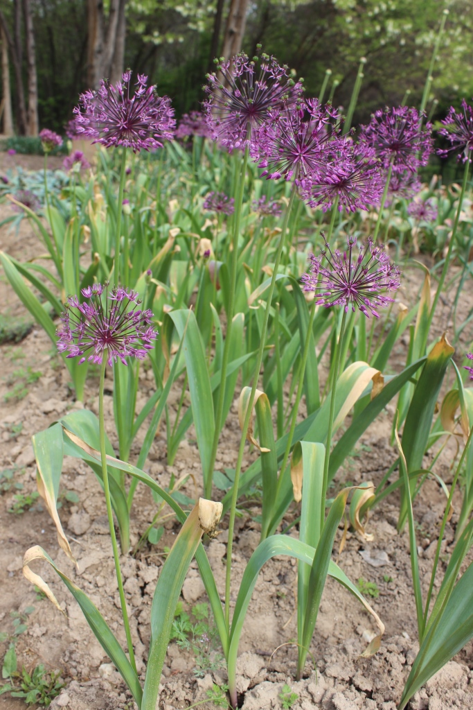 Image of Allium sarawschanicum specimen.