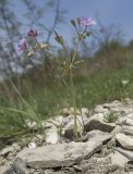 Geranium tuberosum