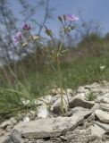 Geranium tuberosum. Цветущее растение. Краснодарский край, м/о г. Новороссийск, гора Шахан, пушистодубово-грабинниковое редколесье на южном склоне горы, каменистая осыпь. 17.04.2018.