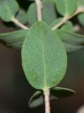 Melaleuca elliptica