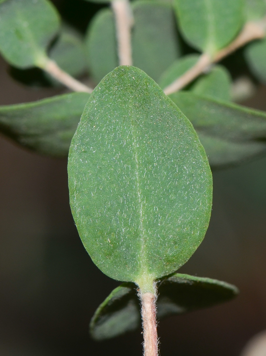 Image of Melaleuca elliptica specimen.