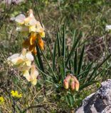 Lathyrus lacaitae