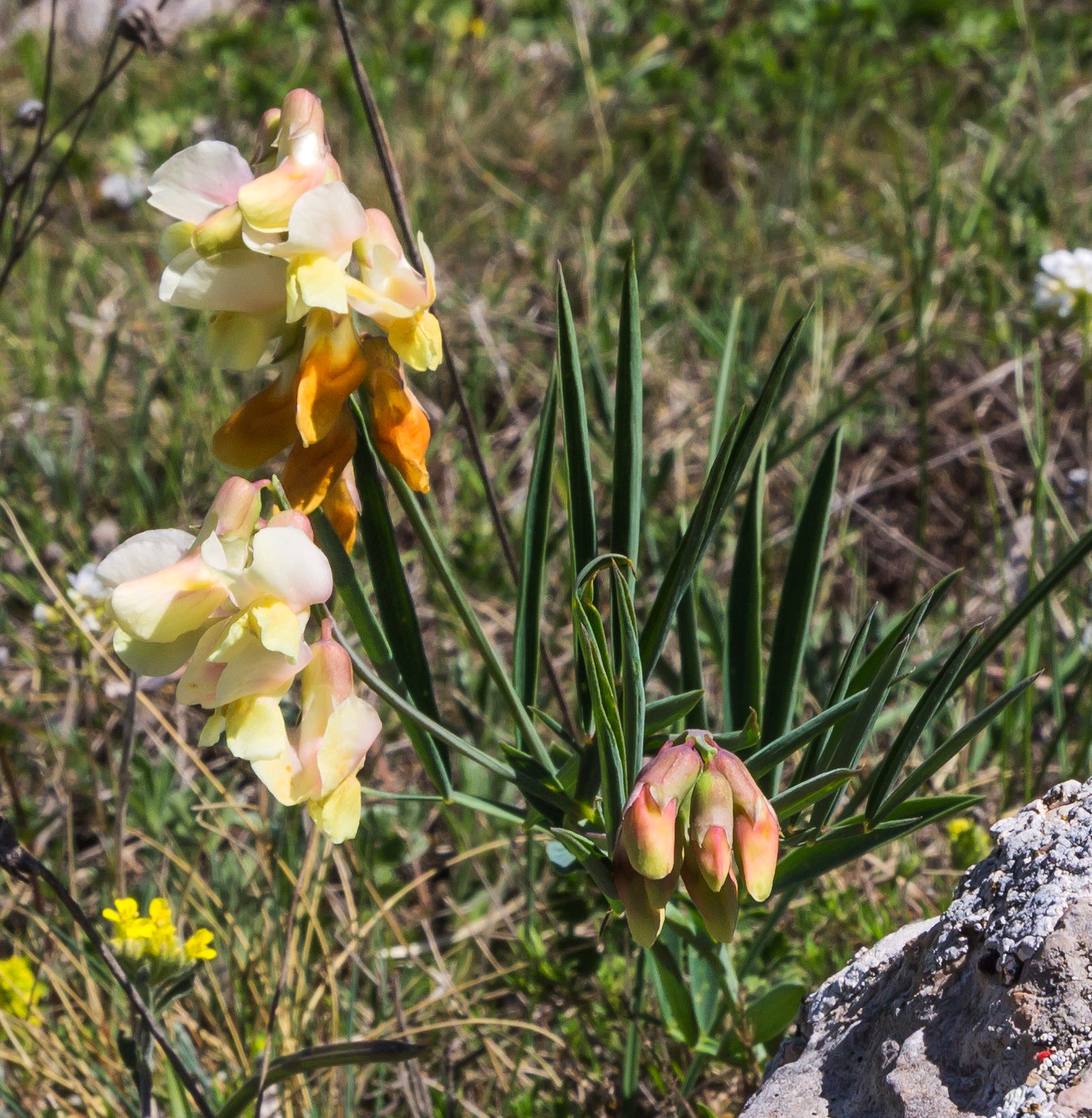 Изображение особи Lathyrus lacaitae.