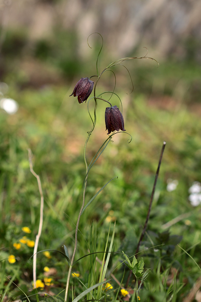 Изображение особи Fritillaria ussuriensis.