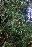 Holttumochloa magica