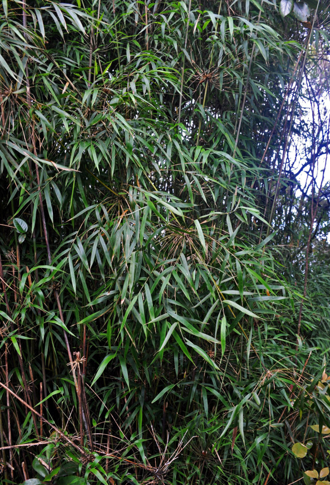 Image of Holttumochloa magica specimen.