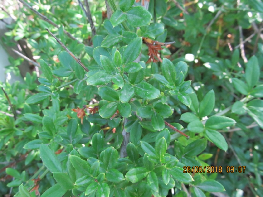 Image of genus Jasminum specimen.