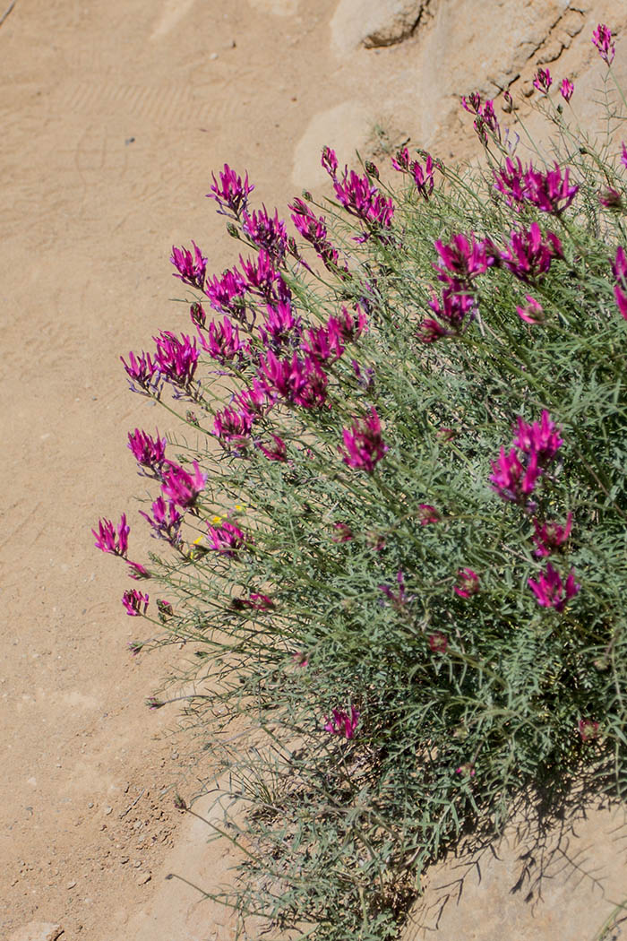 Изображение особи Astragalus stevenianus.