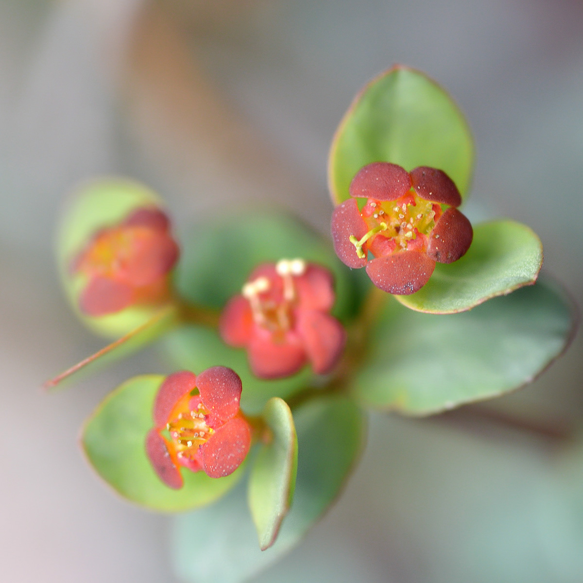 Image of Euphorbia pachyrrhiza specimen.