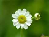 Pyrethrum parthenium. Соцветия. Украина, Ивано-Франковская обл., Болеховский горсовет, Поляницкий сельсовет, Поляницкий региональный ландшафтный парк, урочище Выдрына, буковый лес. 11.06.2018.