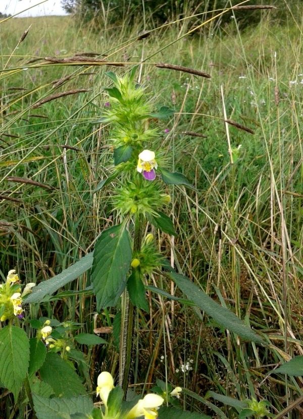 Image of Galeopsis speciosa specimen.