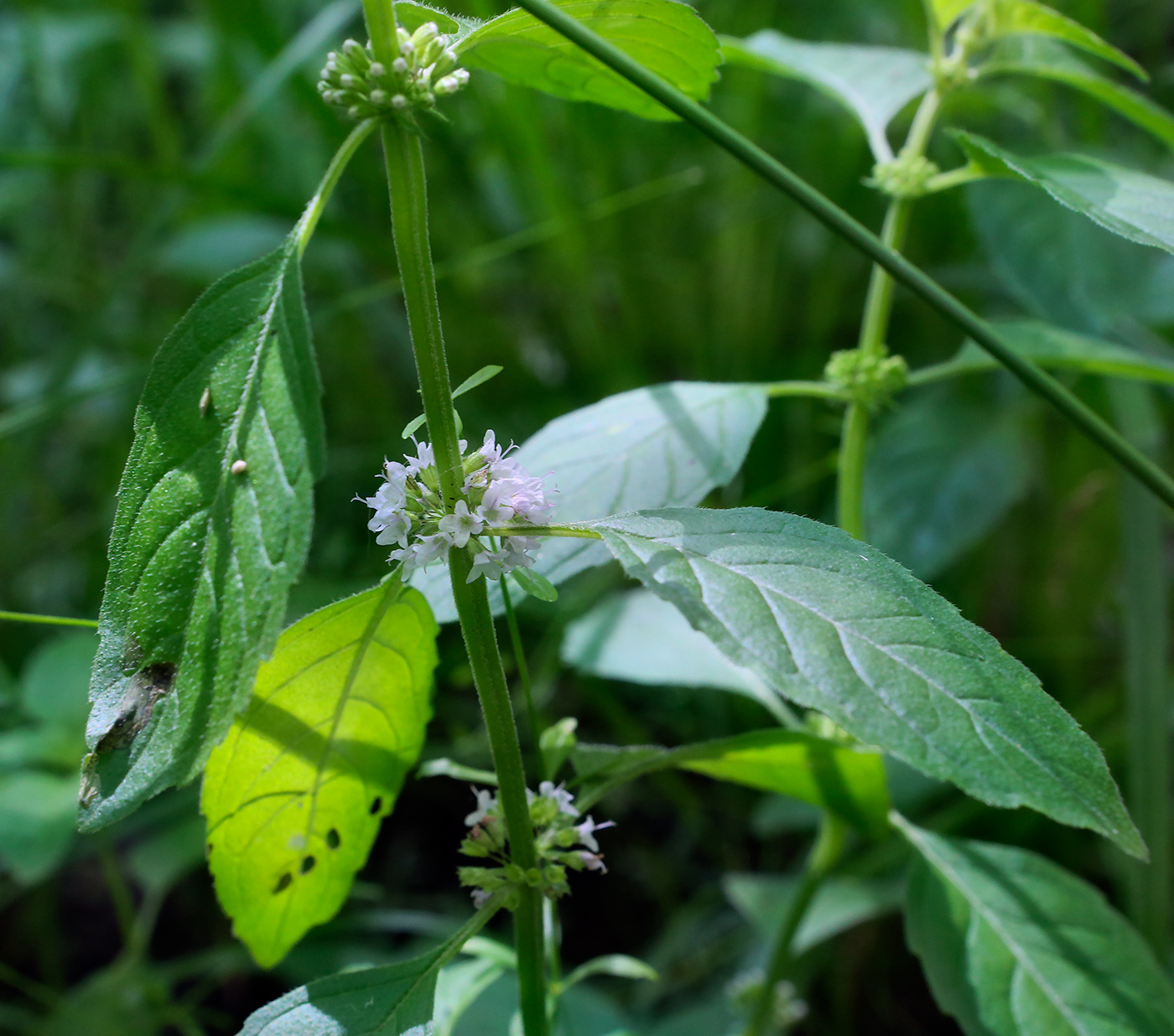 Изображение особи Mentha arvensis.