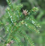 Picea orientalis. Верхушка ветви, поражённой хермесами. Грузия, Боржоми-Харагаульский национальный парк, маршрут №1; гребень горного отрога, ≈ 1850 м н.у.м, обочина грунтовой дороги в смешанном лесу. 25.05.2018.