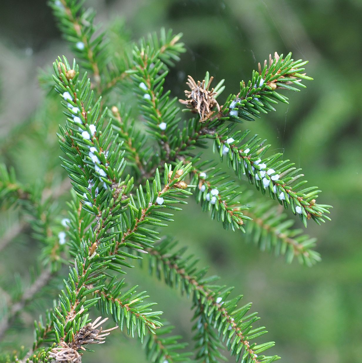 Image of Picea orientalis specimen.