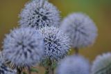 Echinops sphaerocephalus