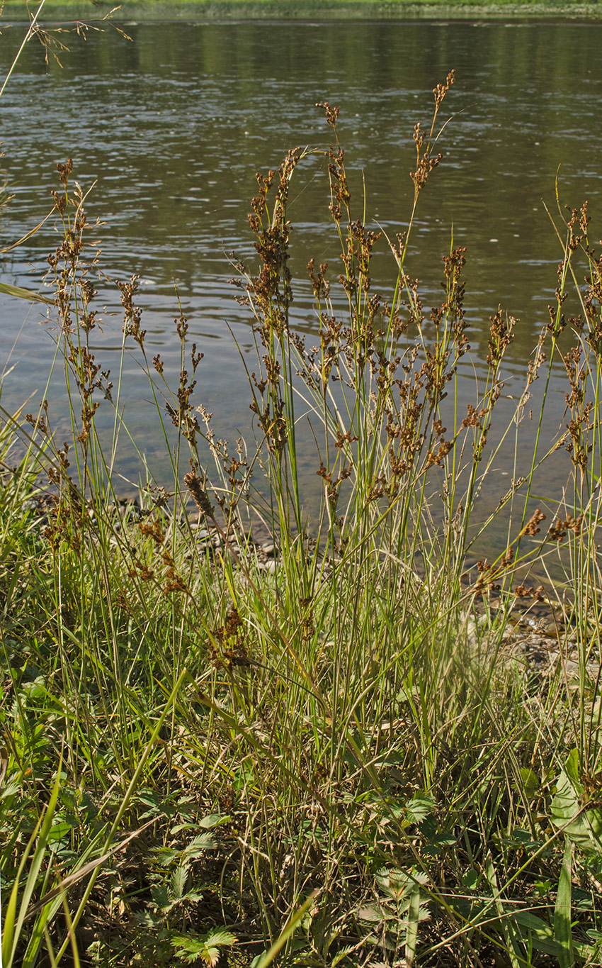 Изображение особи Juncus compressus.