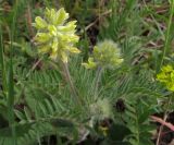 Oxytropis pilosa