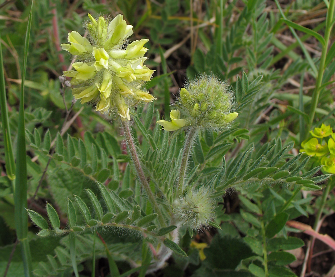 Image of Oxytropis pilosa specimen.