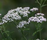 Achillea millefolium. Верхушки побегов с соцветиями. Московская обл., Раменский р-н, окр. дер. Хрипань, садовый участок. 31.08.2018.