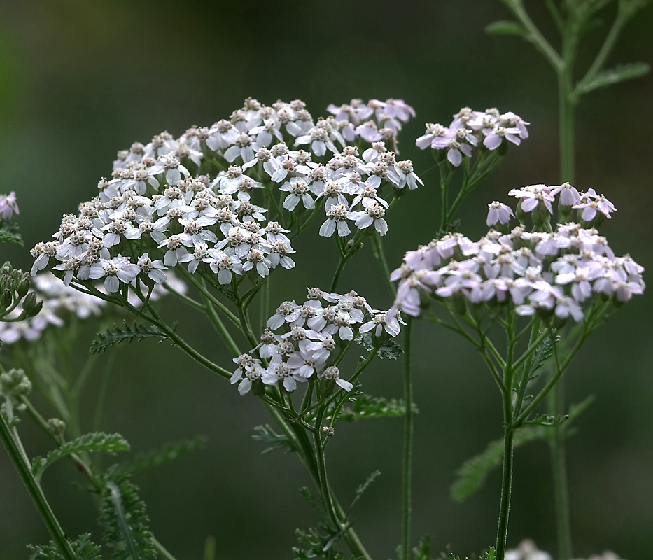 Изображение особи Achillea millefolium.