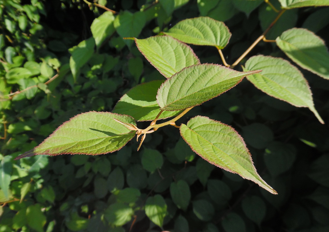 Image of Actinidia kolomikta specimen.