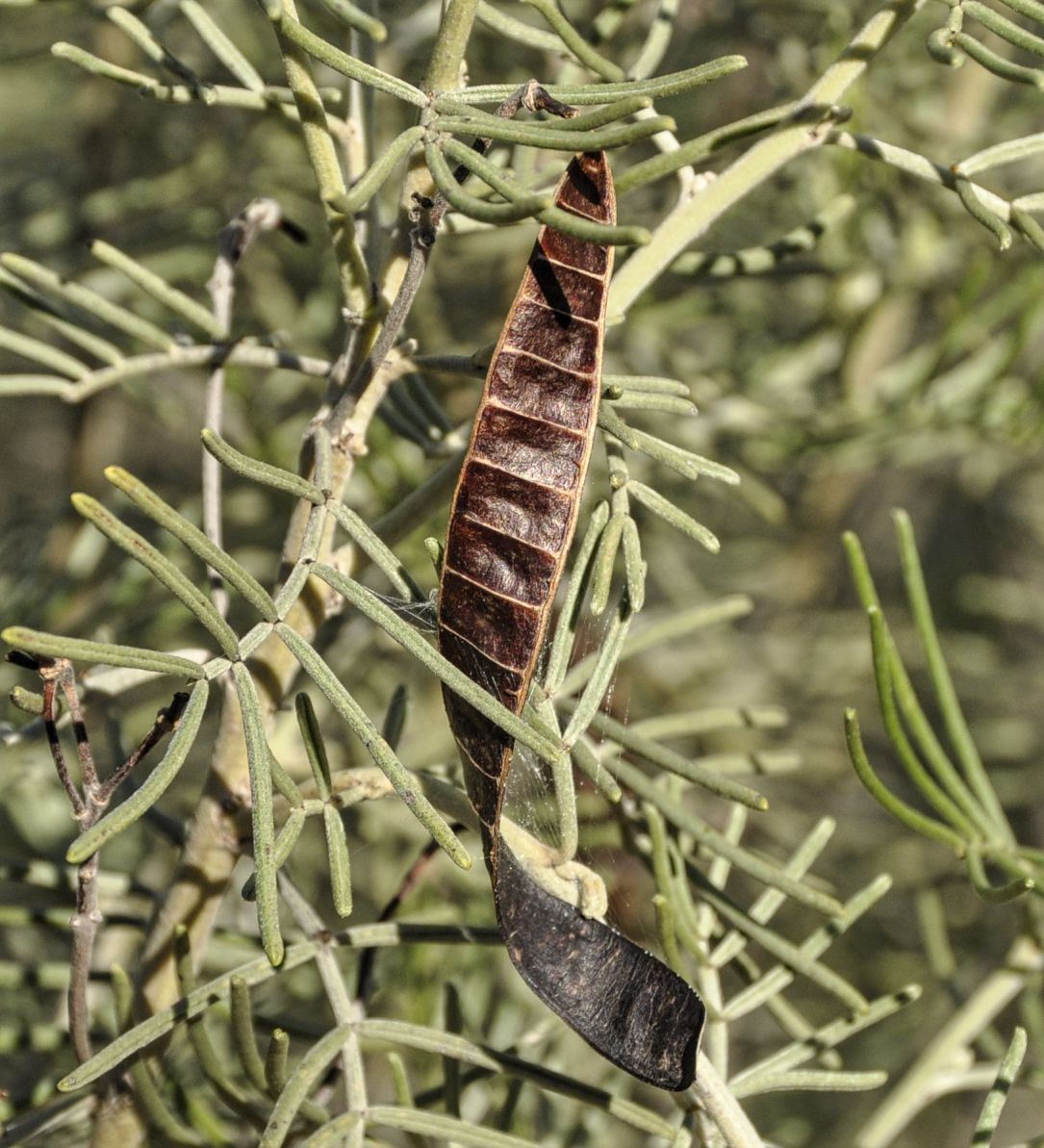 Изображение особи Senna artemisioides.